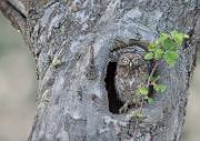 Steinkauz - Little Owl (Athene noctua)